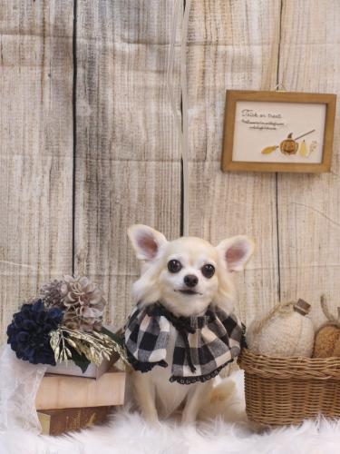 20241010ミルクちゃん